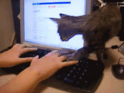 打扰 猫咪 赖皮 电脑