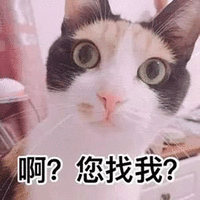 萌宠 猫 猫咪 啊 您找我 萌 蒙圈