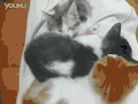 猫 睡觉 可爱