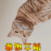 橘猫 倒立观察
