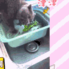 猫 萌宠 卖萌 可爱