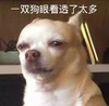 萌宠 汪星人 一双狗眼看透了太多 无奈 呆萌 可爱