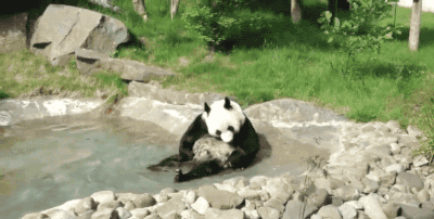 大熊猫 洗澡 可爱 爱玩
