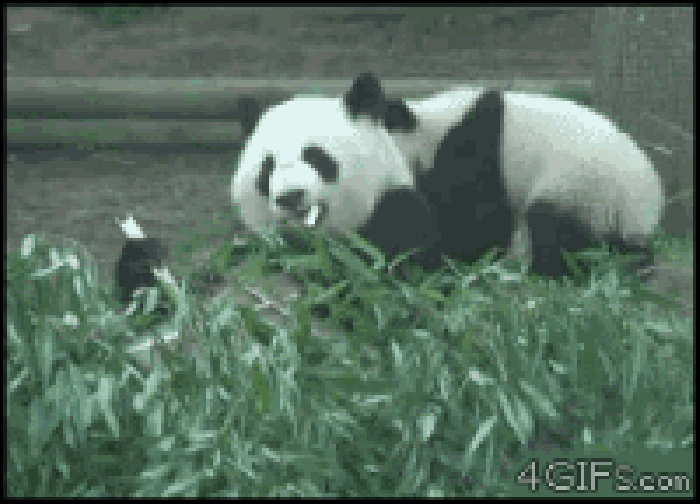 熊猫 竹子 动物 玩耍