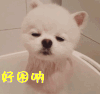 博美犬