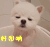 博美犬