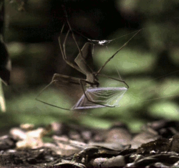 树林  蜘蛛  蛛网  捕食