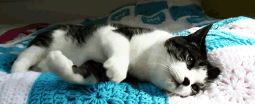 小猫 可爱 室内 白色