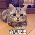 萌宠 猫 喵星人 委屈巴巴 伤心