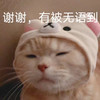 萌宠 猫星人 谢谢 有被无语到 呆萌 可爱