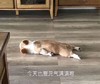 萌宠 猫星人 今天也要元气满满哦 开心 呆萌 可爱
