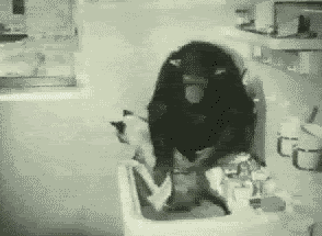 猫 下沉 黑猩猩 洗