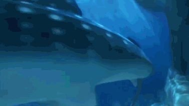 海底总动员2：寻找多莉 鲨鱼 小丑鱼 三维