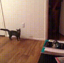 猫咪 恶搞 吓一跳 躲猫猫