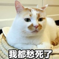 萌宠 猫星人 我都愁死了 难受 呆萌 可爱