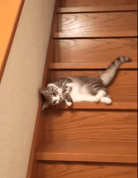 猫咪 调皮 地板 滑楼梯