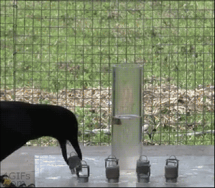 动物园 乌鸦 瓶子 喝水