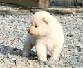 柴犬 懵逼 呆 发生了什么