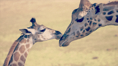 爱 有生气的 家庭 视频 吻 动物 长颈鹿 动物园 野生动物 圣地亚哥 动物宝宝 野生动物园 动物 sdzsafaripark