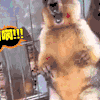 狗 可爱 卖萌 搞怪 搞笑