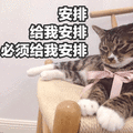 安排 必须安排 猫