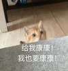 萌宠 猫星人 给我康康 我也要看 呆萌 可爱