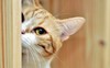 猫咪 可爱 偷看 躲门后