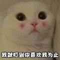 猫 萌宠 喵星人 我就盯到你喜欢我为止 撩 soogif soogif出品