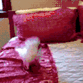 鸟 跳 可爱