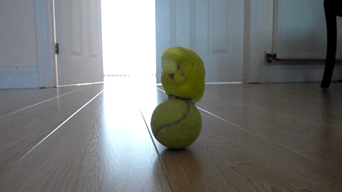 鸟 网球 可爱 萌宠
