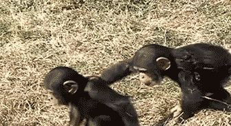 猴子 暗算 可爱