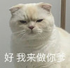 萌宠 猫星人 好 我来做你爹 呆萌 可爱