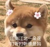 萌宠 汪星人 江南江北一枝花 打听打听我是谁 呆萌 可爱