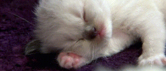 猫咪 睡觉 爪子 白毛