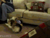 柯基 转圈 魔性 蠢萌 corgi