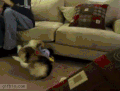 柯基 转圈 魔性 蠢萌 corgi