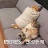 萌宠 喵星人 按时吃饭 按时长肉 呆萌 沙雕
