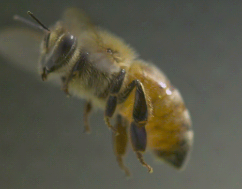 蜜蜂 采蜜 翅膀