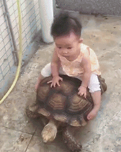 宝贝 乌龟 骑行 搞笑