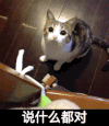 猫咪 可爱 摇尾巴 说什么都不对