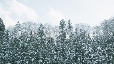 小森林 雪景