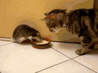 猫 喵星人 老鼠 吃东西 搞笑