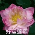 莲花 沙雕莲花 好运连连