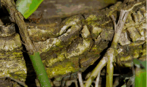 动物 可爱 哥斯达黎加 搬运 树叶 蚂蚁