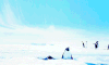 企鹅 penguin