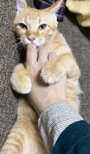 猫咪 吃手指 可爱 萌萌