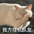 队友 挂机 猫