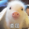 猪猪 委屈 目不转睛 搞笑 可爱