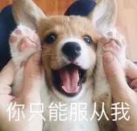 萌宠 汪星人 必须听我的 你只能服从我 可爱 憨憨
