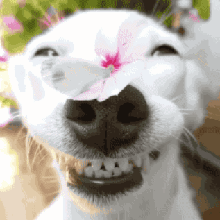 狗
